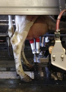 robot cow milker