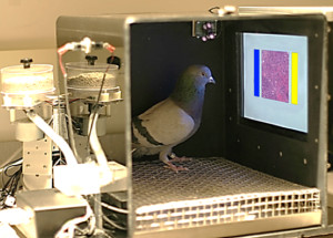 Pigeons training to read breast cancer x-rays